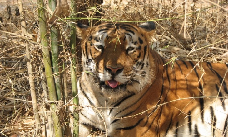 Like tigers, good news coverage too these days is a rare sight