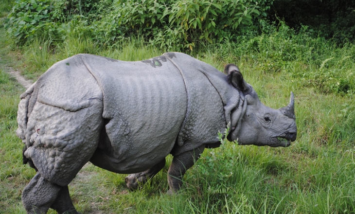 Media more concerned about rave party arrests than species extinction
