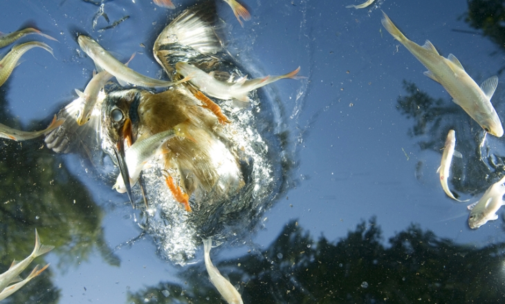 1st prize Nature Singles -  Joe Petersburger