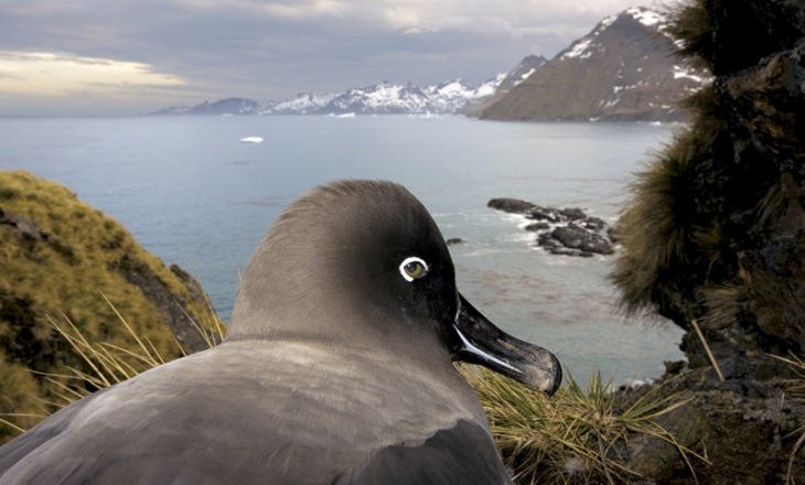 1st prize Nature Stories - Paul Nicklen 1st prize Nature Stories - Paul Nicklen