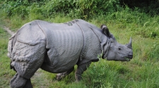 Media more concerned about rave party arrests than species extinction