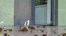 Kazakh journalist throws manure at Almaty court